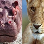 León intenta cazar a un hipopótamo: Vea el violento resultado de su atrevimiento