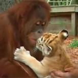 Una orangutana demuestra su instinto maternal adoptando a cuatro cachorros de tigre