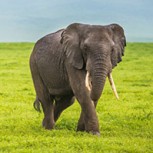 Insólito: Elefante “carterista” usa su trompa para robarle a los turistas