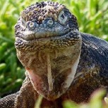 Concurso de fotografía de las Islas Galápagos: Vea las 11 mejores imágenes
