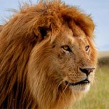 Fotos de leones “homosexuales” se viralizan y generan intenso debate