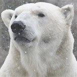¿Se puede domesticar a un oso polar? Este video parece darnos la respuesta