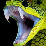 Hallazgo espeluznante en Estados Unidos: serpiente de dos cabezas estremece un poblado