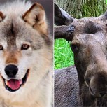Un lobo intenta devorar a un alce inmenso: La inteligencia fue decisiva para el final de la historia