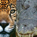 Video muestra la sorprendente pelea entre un cocodrilo y un jaguar: Inesperado final