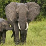 Así fue el rescate de un pequeño elefante y el emotivo reencuentro con su madre