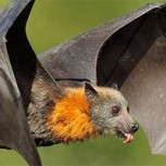 Hallan un murciélago de casi dos metros en Filipinas: Temible aspecto