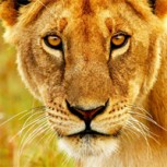 Un “after office” salvaje: Leones invaden a los turistas y se apropian de sus bebidas