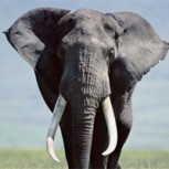 Solidaridad entre las especies: Elefante le salva la vida a una gacela