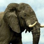 ¡Por aquí no pasarán! Elefante defiende su territorio y cierra el paso a los turistas
