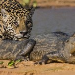 Jaguar se lanza al río para “pescar” a un cocodrilo y nadie esperaba el final de esta historia: Increíble video