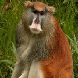Tragedia en parque británico: 13 monos rojos mueren en un incendio