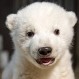 Falleció “la nueva mascota de Berlín”, un osito polar de apenas 26 días de vida