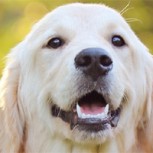 Este perro arriesgó su vida para rescatar a un venado: Vea el video
