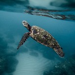 Tortugas e iguanas se congelan en Florida como consecuencia del “ciclón bomba”