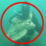 La entrañable amistad de un buzo y un tiburón: Mira las increíbles fotos
