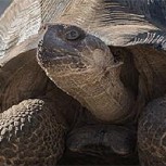Después de más de un siglo, nacieron tortugas en las Islas Galápagos