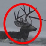 Heroico rescate de un indefenso ciervo atrapado en el hielo: Mira el video