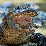 Cocodrilo emerge del lago y toma desprevenido a rebaño de venados
