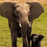 Tierno video: Esta elefanta no puede lograr que su bebé salga del estanque