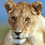 Pelea territorial: Así escarmientan las leonas a las intrusas