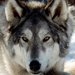 Un lobo fingió su muerte para vengarse de sus cazadores: Sorprendente video