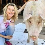 Conozca a “Pigcasso”, la cerda salvada del matadero que se convirtió en artista