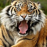 Granjero escocés denunció un “tigre suelto” y terminó siendo fuertes burlas