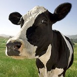 Vaca protagoniza cinematográfico escape del matadero y nada a isla desierta: No es Hollywood, es cierto