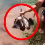 Salvan a un perro de una anaconda gigante: Vea el espeluznante video