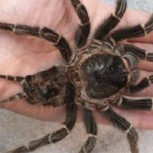 Video de la araña gigante que fue rescatada de una inundación: Si te dan miedo, no lo veas