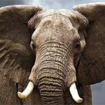Conmoción en la comunidad científica por el misterioso caso del “elefante fumador”