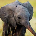 El elefante más cariñoso del mundo: Vea el tierno video