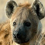 ¿Bullying en el reino animal? Grupo de hienas hostiga a leopardo