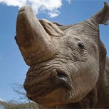 ¿Cuál es la esperanza de supervivencia del rinoceronte blanco? Opinan expertos ante riesgo de extinción