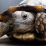 ¿Esta es la tortuga más afortunada del mundo? Video muestra milagrosa salvada