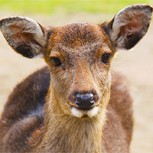 Consternación causan fotos de cobarde ataque contra inocentes ciervos: Repudiable crueldad