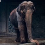 ¿La elefanta más deprimida del mundo? Esta es la triste historia de Sunny