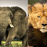 Bebé elefante osa enfrentarse a una leona y nadie estaba preparado para este desenlace