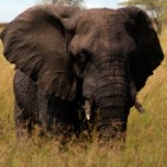 El conmovedor video del elefante sin trompa: Así se las arregla para alimentarse