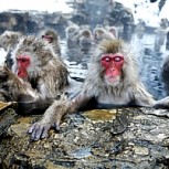 Nunca viste a alguien relajarse así: Monos te enseñan en estas fotos cómo disfrutar de la mejor forma tu vida
