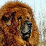 Insólito caso en China: Criaron un oso pensando que se trataba de un perro