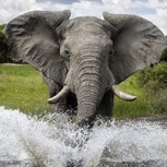 Elefante intenta hundir un bote de turistas: Video muestra la furia con que arremete el animal
