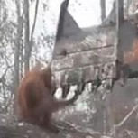 Este valiente orangután defiende su territorio y se enfrenta a una excavadora: Conmovedor video