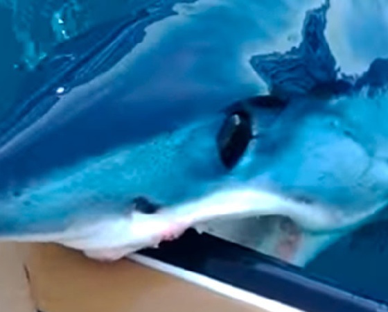 El tiburón mostró sus dientes.