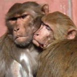 Conmovedor video: Un mono trata de resucitar a su amigo fallecido