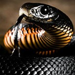 Escalofriante hallazgo: Esta es “Vermicella Parscauda”, una nueva serpiente letal