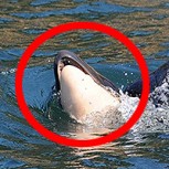 Esta es la dramática historia de Tahlequah, la orca que cargó a su hijo fallecido durante 17 días