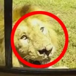 Turistas temerarios se acercan demasiado a un león: Vean la lección que reciben