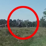 Video: Turistas ponen en peligro sus vidas y la de su hijo de una manera absurda en pleno safari